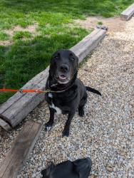 Found/Stray Male Dog last seen Harvey and Purple Sage, Canyon County, ID 83607