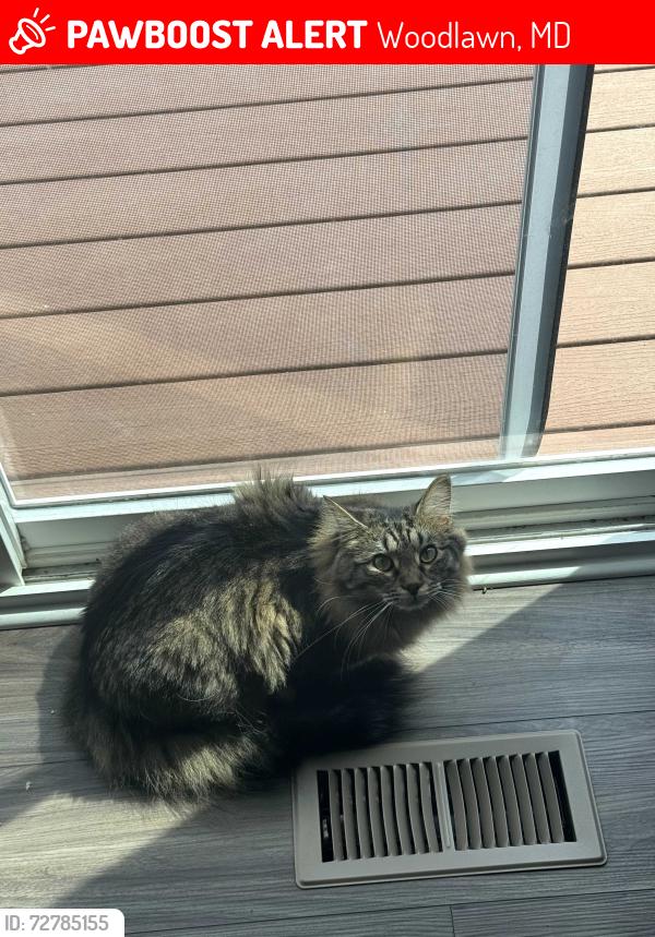 Lost Male Cat last seen Woodlands Rd across the street from the little park, Woodlawn, MD 21244