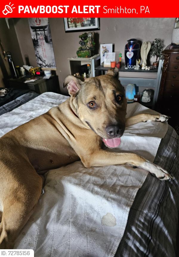 Lost Female Dog last seen Olive garden cemetery Smithton PA, Smithton, PA 15012