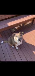 Lost Male Dog last seen Wahsega way, a street over by forest park high school , Forest Park, GA 30297
