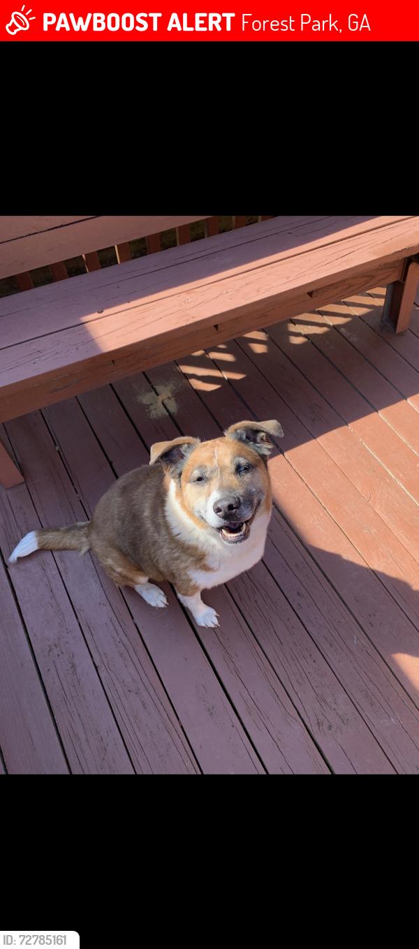 Lost Male Dog last seen Wahsega way, a street over by forest park high school , Forest Park, GA 30297