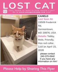 Lost Male Cat last seen Gunners branch , Germantown, MD 20876