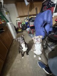 Lost Female Dog last seen Elliott, Tempe, AZ 85283