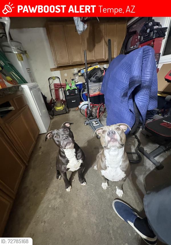 Lost Female Dog last seen Elliott, Tempe, AZ 85283