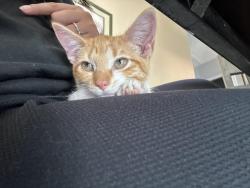Lost Male Cat last seen Near Swiss Oaks 78227, San Antonio, TX 78227