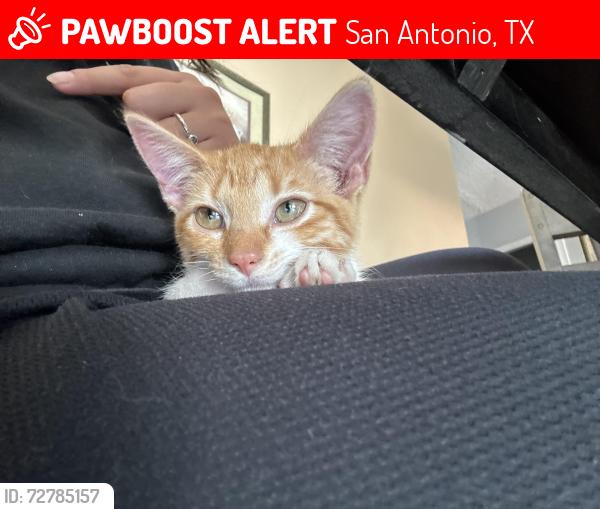 Lost Male Cat last seen Near Swiss Oaks 78227, San Antonio, TX 78227