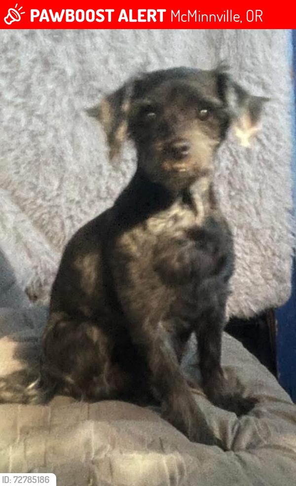 Lost Male Dog last seen 19401–19429 SW Powerhouse Hill RdMcMinnville, OR  97128United States, McMinnville, OR 97128
