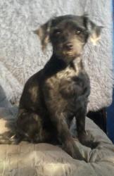 Lost Male Dog last seen 19401–19429 SW Powerhouse Hill RdMcMinnville, OR  97128United States, McMinnville, OR 97128