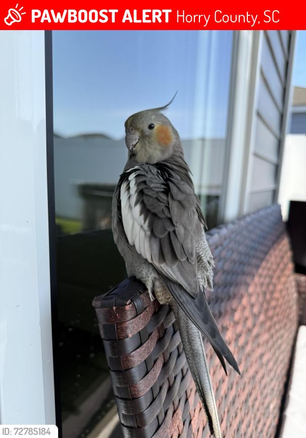 Lost Female Bird last seen Twickenham loop , Horry County, SC 29568