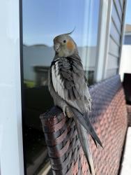 Lost Female Bird last seen Twickenham loop , Horry County, SC 29568
