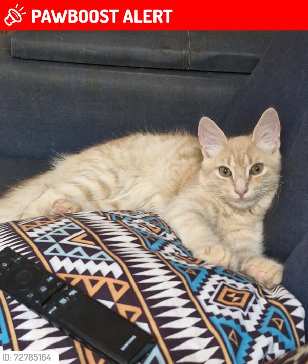 Lost Male Cat last seen Rua Alberto Bressane 67, Belo Horizonte, MG 30240-470
