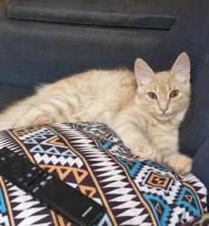 Lost Male Cat last seen Rua Alberto Bressane 67, Belo Horizonte, MG 30240-470