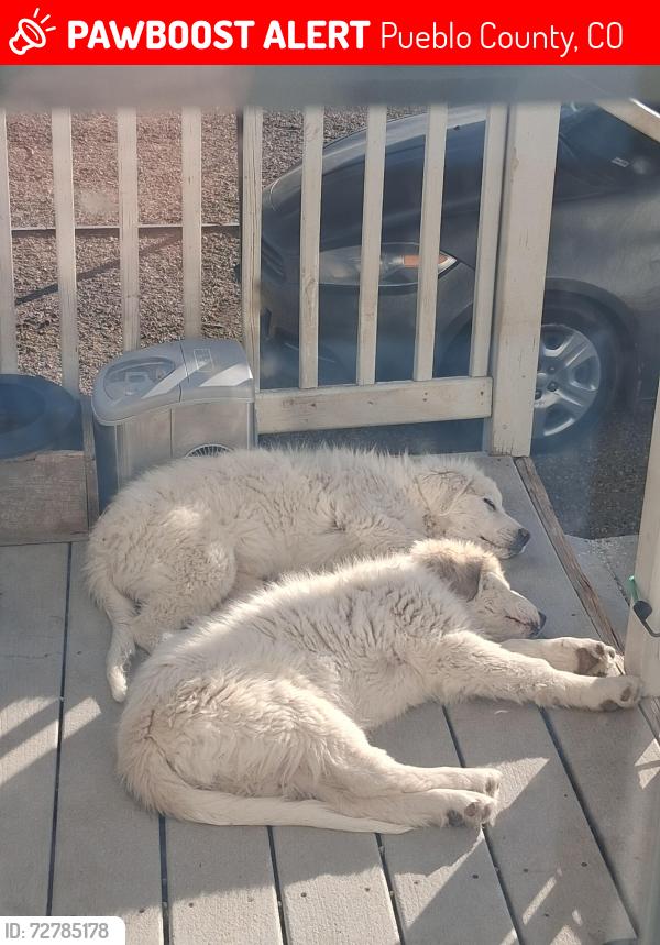 Lost Female Dog last seen 60th Lane and hwy 50, Pueblo County, CO 81025