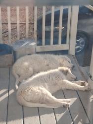Lost Female Dog last seen 60th Lane and hwy 50, Pueblo County, CO 81025