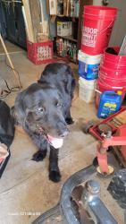 Found/Stray Male Dog last seen Pinnacle Ct @ Old Mill Rd Easley , Easley, SC 29642