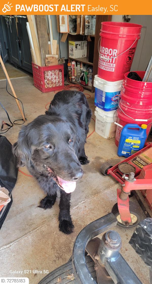Found/Stray Male Dog last seen Pinnacle Ct @ Old Mill Rd Easley , Easley, SC 29642