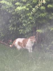 Found/Stray Unknown Cat last seen Madison Rd and Edward Rd by Rookwood , Cincinnati, OH 45209