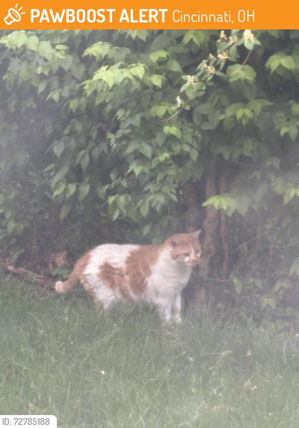Found/Stray Unknown Cat last seen Madison Rd and Edward Rd by Rookwood , Cincinnati, OH 45209