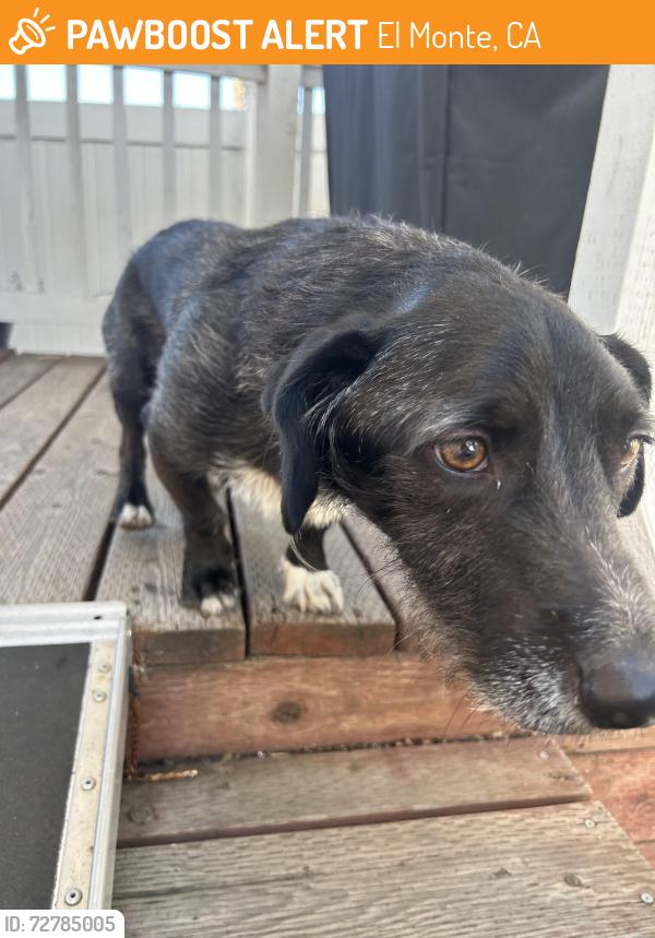 Found/Stray Male Dog last seen El Monte & Lake Jennings , El Monte, CA 91731
