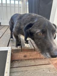 Found/Stray Male Dog last seen El Monte & Lake Jennings , El Monte, CA 91731