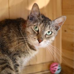 Shelter Stray Female Cat last seen , Tampa, FL 33607