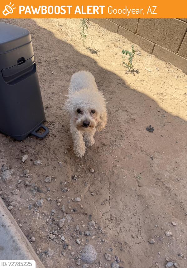 Found/Stray Unknown Dog last seen Avión Ballpark , Goodyear, AZ 85323