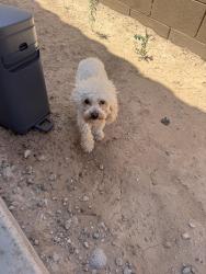 Found/Stray Unknown Dog last seen Avión Ballpark , Goodyear, AZ 85323