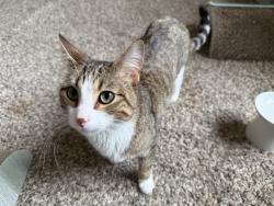 Lost Male Cat last seen the woods NORTH of parking lot, Grand Haven, MI 49417