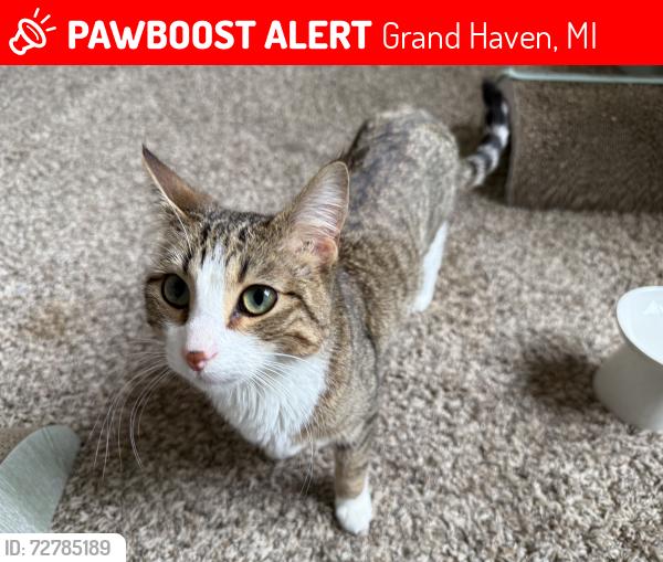 Lost Male Cat last seen the woods NORTH of parking lot, Grand Haven, MI 49417