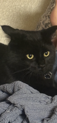 Lost Male Cat last seen , Gresham, OR 97080