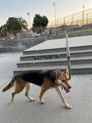 Lost Female Dog last seen Pasadena Humane Society, Pasadena, CA 91101