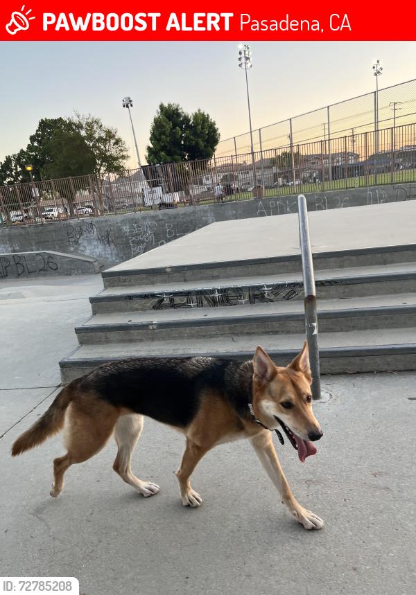 Lost Female Dog last seen Pasadena Humane Society, Pasadena, CA 91101