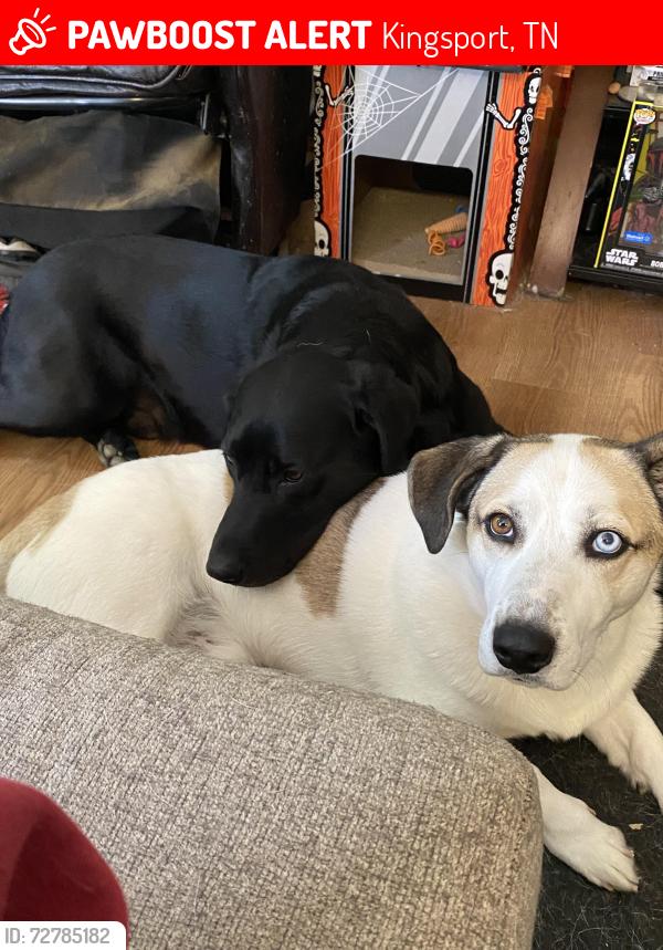 Lost Male Dog last seen Bloomingdale, Kingsport, TN 37660