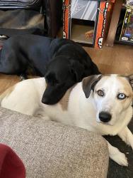 Lost Male Dog last seen Bloomingdale, Kingsport, TN 37660