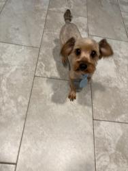 Found/Stray Male Dog last seen Royal creek rd , Conroe, TX 77303