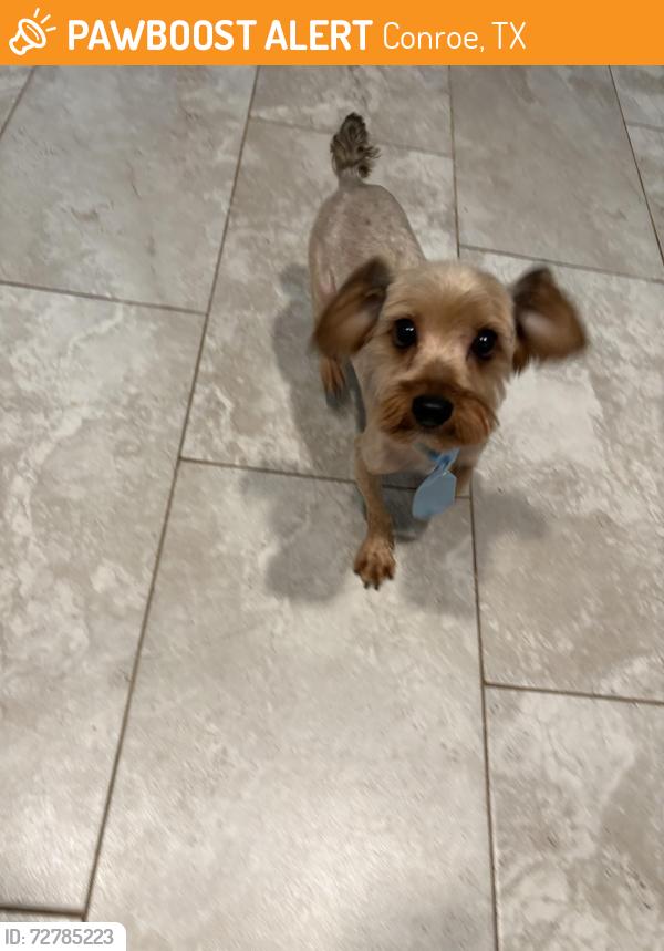 Found/Stray Male Dog last seen Royal creek rd , Conroe, TX 77303