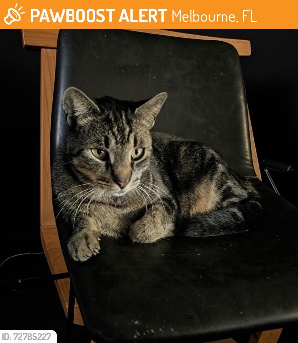 Found/Stray Unknown Cat last seen Around different s, Melbourne, FL 32904