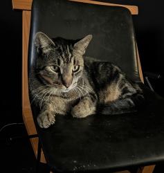 Found/Stray Unknown Cat last seen Around different s, Melbourne, FL 32904