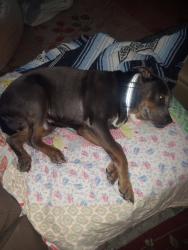 Lost Male Dog last seen 13th St SE Roanoke va , Roanoke, VA 24013