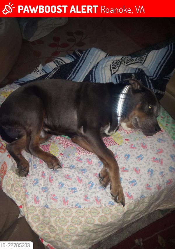 Lost Male Dog last seen 13th St SE Roanoke va , Roanoke, VA 24013