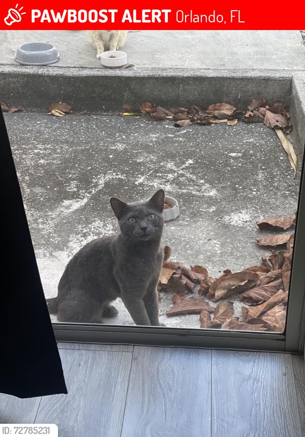 Lost Male Cat last seen Dahlia Village , Orlando, FL 32807