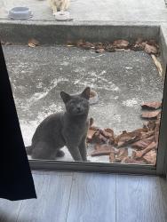 Lost Male Cat last seen Dahlia Village , Orlando, FL 32807