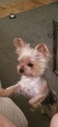 Lost Female Dog last seen Near York St., Thornton, CO 80233