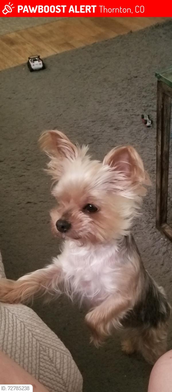 Lost Female Dog last seen Near York St., Thornton, CO 80233
