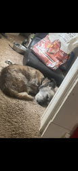 Lost Male Dog last seen Peachtree downs , Lawrenceville, GA 30043
