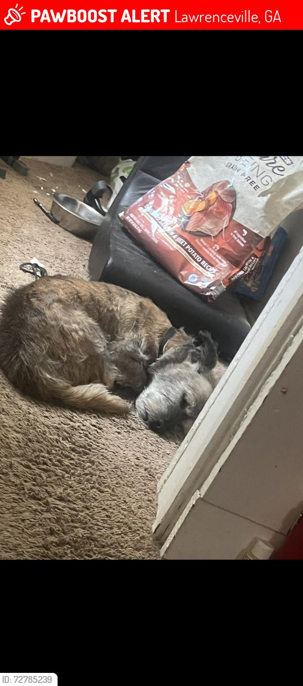 Lost Male Dog last seen Peachtree downs , Lawrenceville, GA 30043