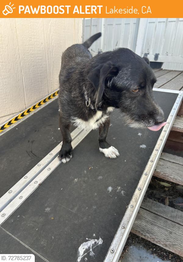 Found/Stray Male Dog last seen Lake Jennings & El Monte , Lakeside, CA 92040