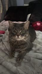 Lost Male Cat last seen Right off Churchill-Hubbard rd, the side with the elementary school , Girard, OH 44420