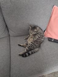 Lost Female Cat last seen Near Aster Ln, Manteca, CA 95336