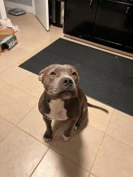 Lost Female Dog last seen Dodd street , Clarksville, TN 37040